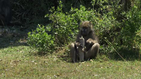 baboons sitting on the sun and eating fruits filling their belly