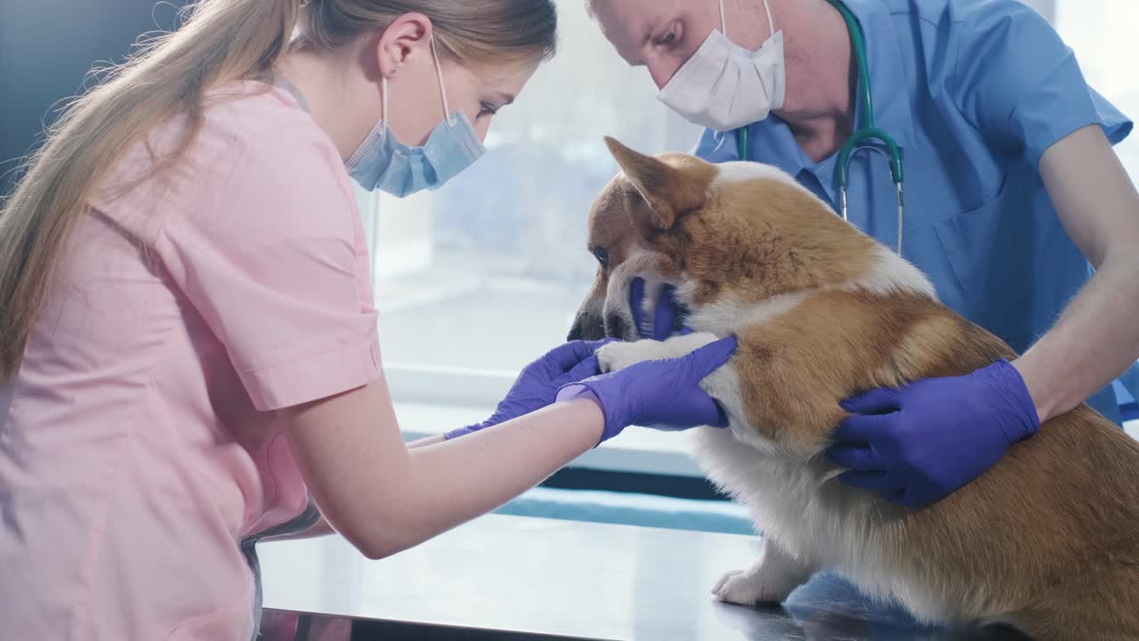 수의사 팀 이 병든 코르기 개 의 발바닥 을 검사 하고 있다
