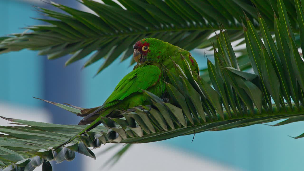 Parrot grooming on a palm frond, vibrant feathers, calm tropical city backdrop