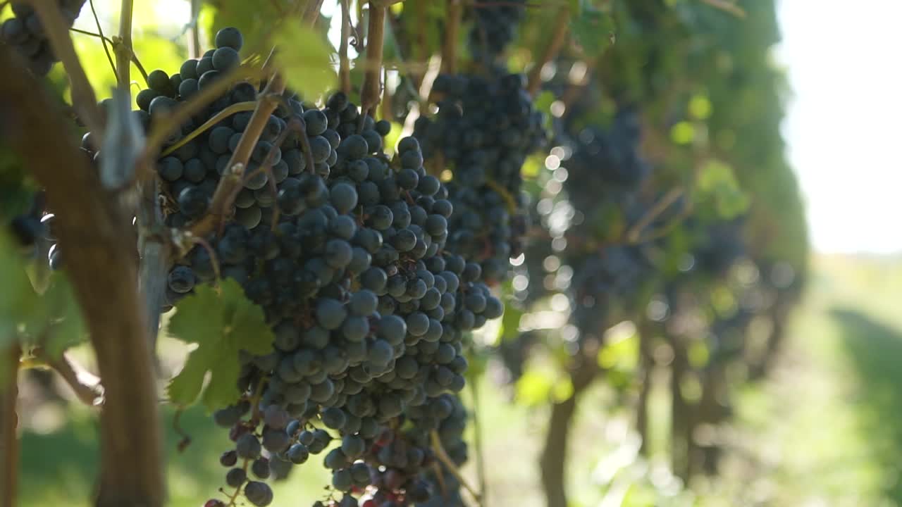 racimos de uvas moviéndose con el viento en un viñedo.