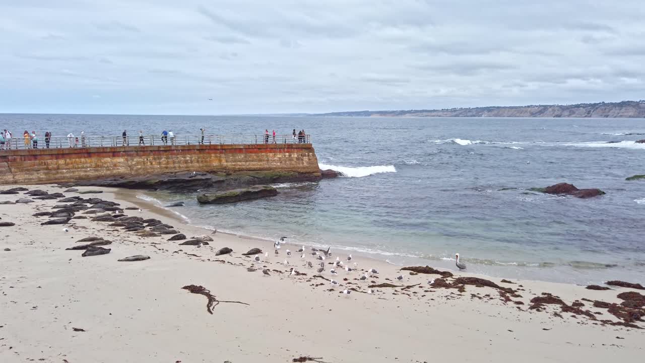 Tourists taking photo, brown seals sleeping and gull walking on La Jolla affluent in San Diego