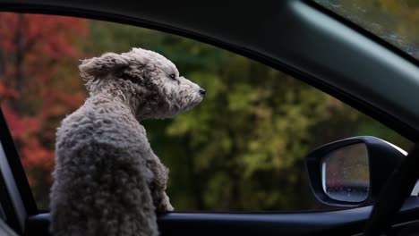 Adorable-Perro-Maltipoo-Mira-Por-La-Ventana-Abierta-De-Un-Coche-En-Movimiento-La-Piel-Está-Agitada-Por-El-Viento