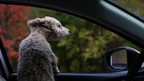 adorable maltipoo dog looks out the open window of a moving car fur is ruffled by the wind