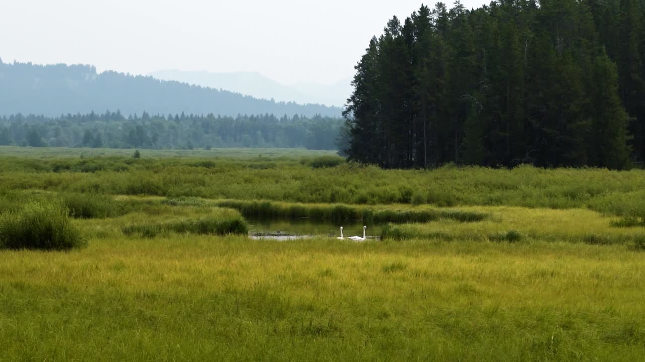 asombroso paisaje natural tomado del pacífico lago de los cisnes en el parque nacional grand teton en una caminata cerca de colter bay con dos cisnes nadando entre la vegetación en un cálido día de verano en wyoming, estados unidos