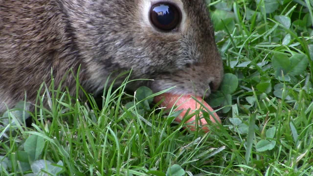 un conejo joven comiendo zanahorias frescas y saludables de mi huerta