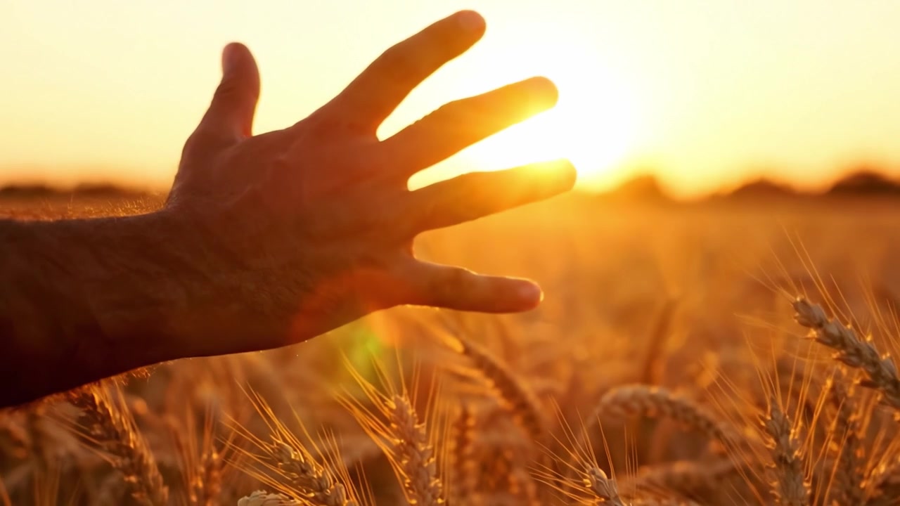 Eine menschliche Hand berührt sanft goldenes Weizen auf einem sonnenbeschienenen Feld bei Sonnenuntergang, symbolisiert die Verbindung zur Natur und die reiche Schönheit der Erntezeit.