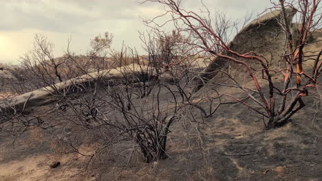 consequências do incêndio florestal paisagem devastadora solo queimado e carbonizado