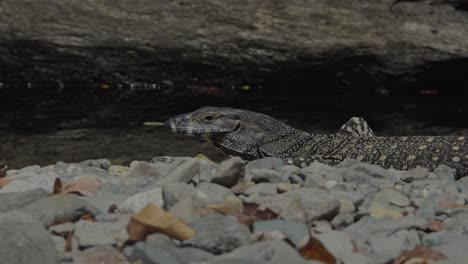 Nahaufnahme-Von-Goanna-Auf-Dem-Teich-Im-Wald