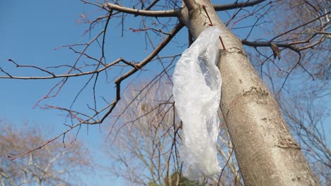 plastic bag hanging from a tree