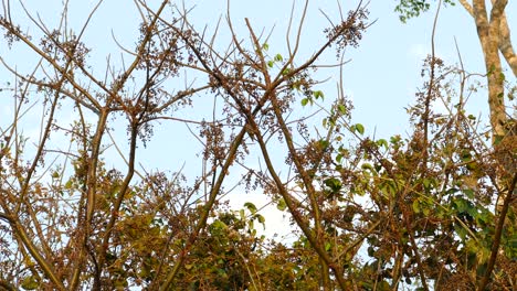 pájaro carpintero de pecho rojo picoteando un árbol en un día soleado en la vista lejana