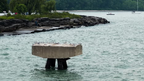 Flock-Of-Seagulls-Sitting-On-Concrete-Mooring-In-The-Water-In-Cleveland