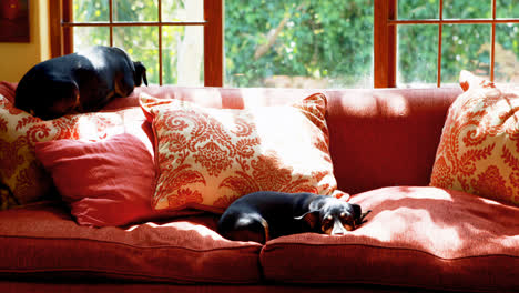 perros durmiendo en el sofá en la sala de estar 4k