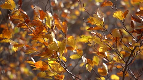 golden leaves of forest trees in autumn shaking by light breeze on a sunny fall day