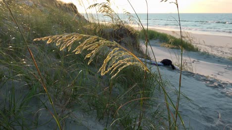 Seehafer-Im-Wind,-Beleuchtet-Von-Der-Frühen-Morgensonne,-Was-Ihnen-Einen-Goldenen-Glanz-Verleiht,-Der-Einen-Kontrast-Zu-Den-Dünen,-Dem-Strand,-Dem-Meer-Und-Dem-Himmel-Im-Hintergrund-Bildet