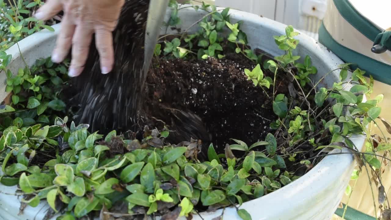 매년 가을에 심는