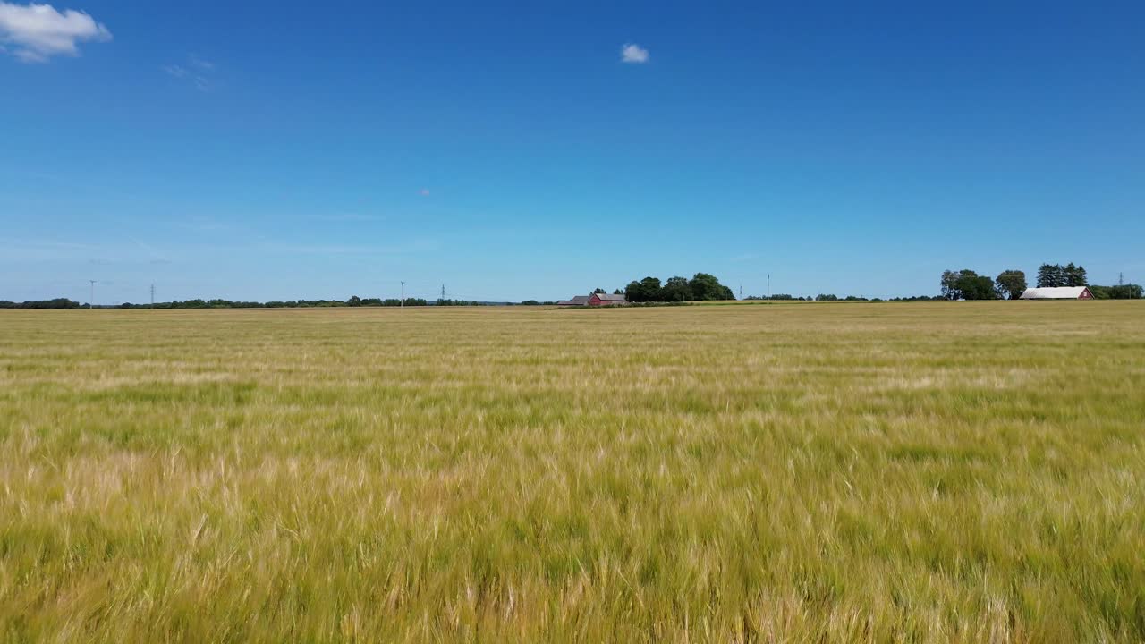 Hässlunda, Sweden: drone flying low over Barley Fields swept by a gentle wind