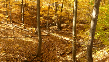 金色色彩的秋季在安大略省的阿爾貢金公園 (algonquin park)