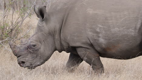 Spitzmaulnashörner-Ernähren-Sich-Von-Gras,-Während-Sie-Auf-Grasland-In-Afrika-Umherstreifen