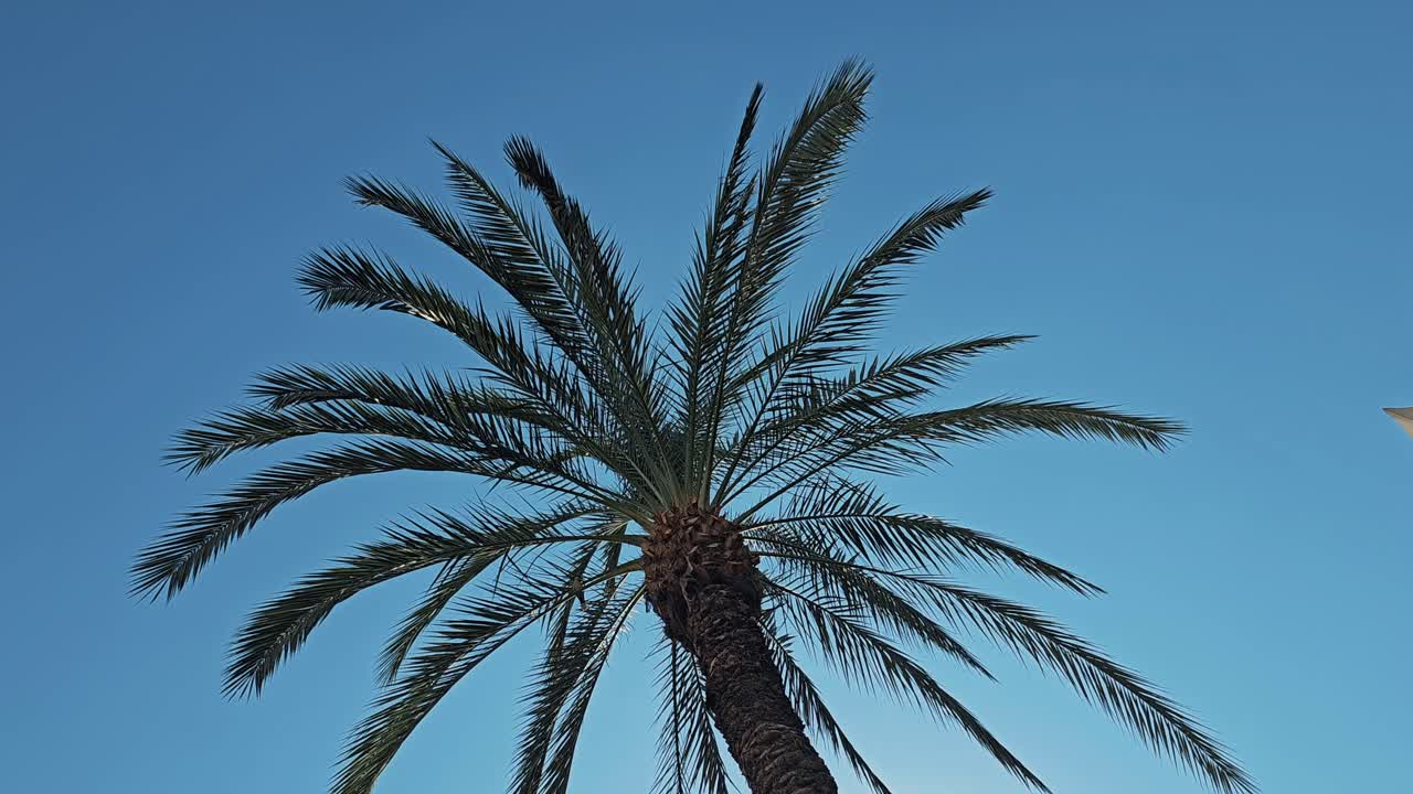 Basking in the sunlight, palm tree grace the landscape on this beautiful day in the United Arab Emirates