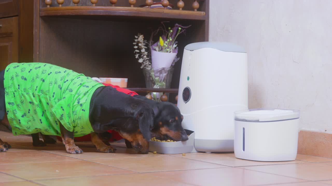 Black and ginger-colored smooth-haired dachshunds dressed in red and green printed t-shirts eat from automatic feeder with appetite IN kitchen