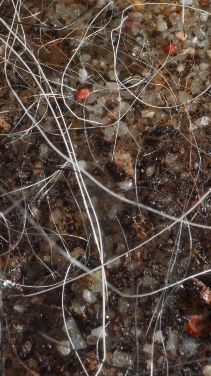 River floor with clear freshwater. Pebbles and quartzite rubble at bottom of natural reservoir. Leafless plant sways under influence of light movement of water
