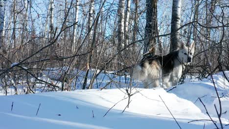 A pet husky wolf dog explores the forest on a cold and sunny winter day