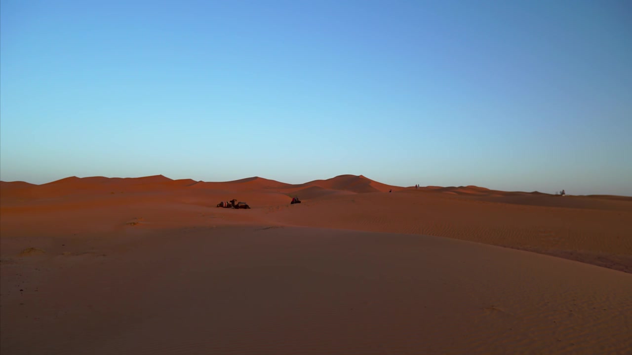 Merzouga, Morocco camel caravan at Erg Chebbi sand dunes during sunrise, with rippled desert patterns under clear blue sky in a wide shot time-lapse.