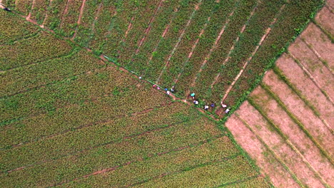 Top-down static shot of Asian farmers tending green tea crops in organized field rows by hand, natural working backdrop background