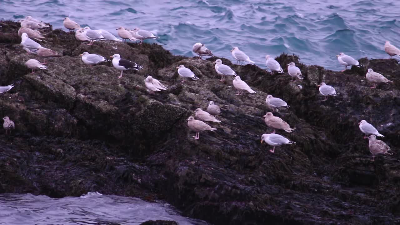 gaviotas sentadas en una roca junto a la costa islandesa alrededor del feroz mar atlántico justo antes de que se ponga el sol y la oscuridad consuma la orilla