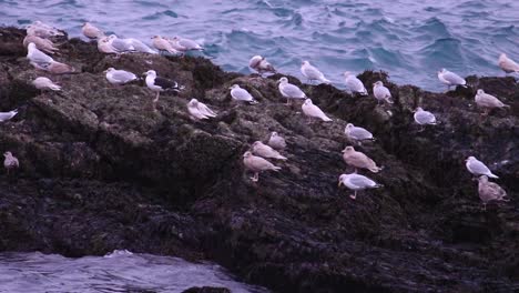 Seagulls-sitting-on-a-rock-by-the-Icelandic-seashore-around-the-fierce-Atlantic-sea-just-before-the-sun-sets-and-darkness-consumes-the-shore