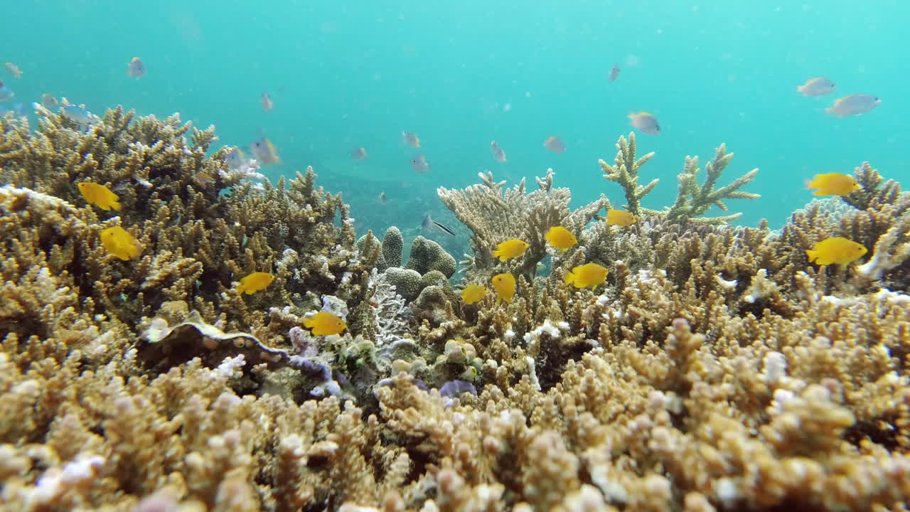 esconderse y buscar con los peces jugando