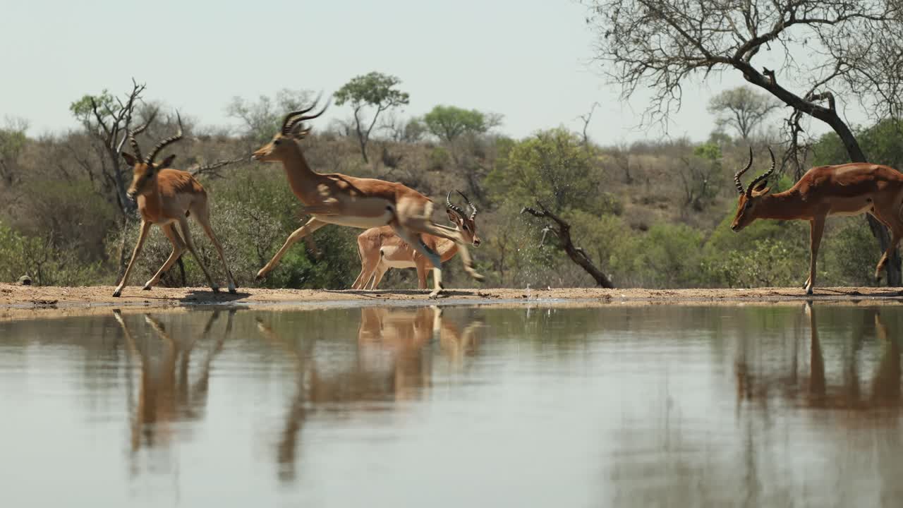 A bachelor group of impala males being skittish while drinking at a waterhole in front of an underground hide, Greater Kruger