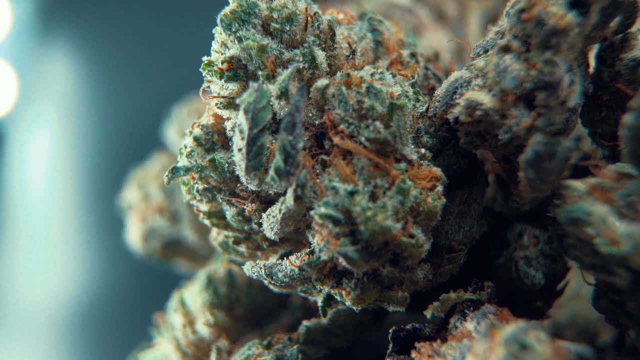 A macro cinematic detailed shot of a cannabis plant, hybrid orange strains, Indica ,marijuana flower, on a 360 rotating stand, Full HD, super slow motion, 120 fps, studio lighting