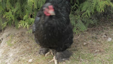 Pollo-En-El-Patio-Cerca-Del-árbol.-Pollo-Negro-En-El-Pueblo