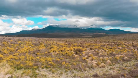 campos con flores de primavera y picos nevados de volcanes en el fondo cerca del famoso parque nacional tongariro