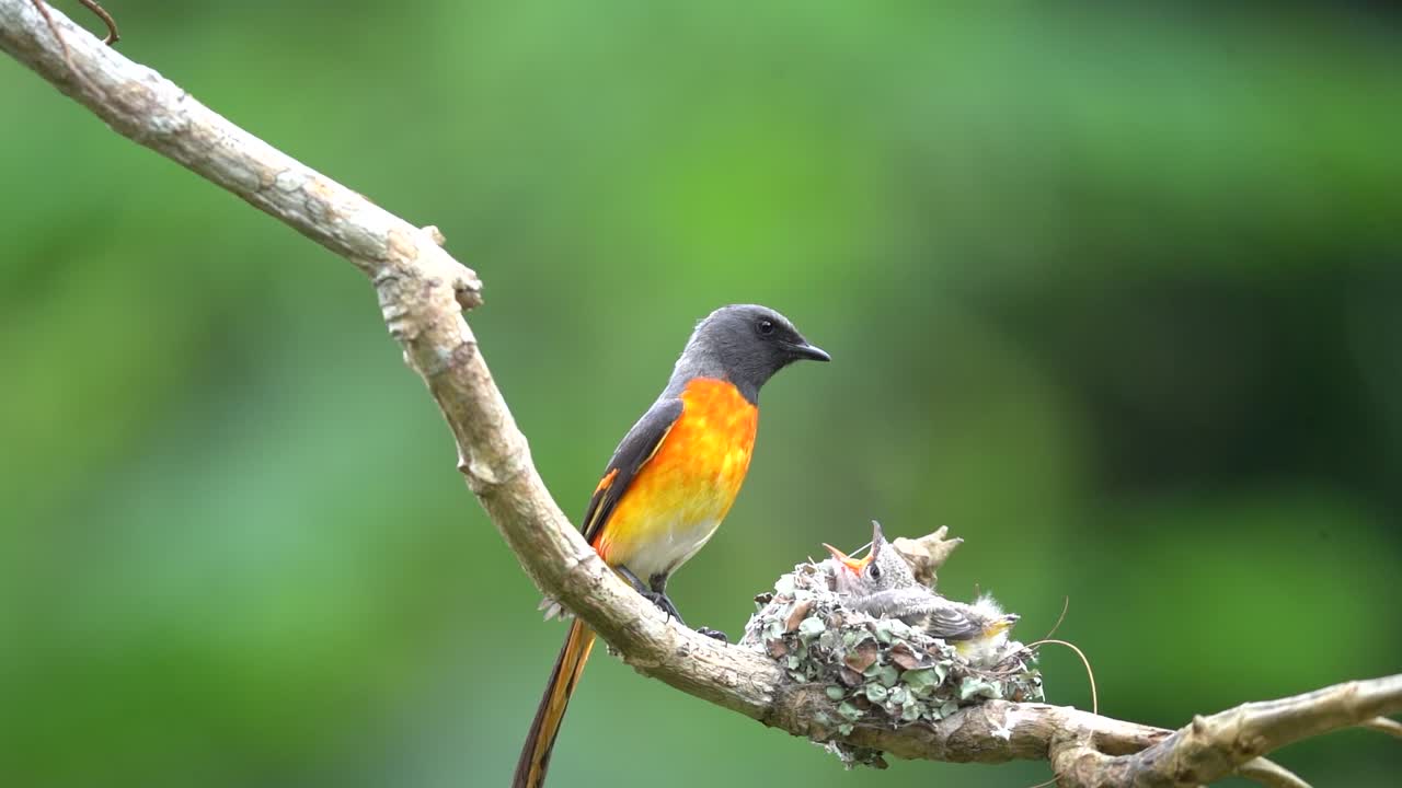 un pequeño pájaro minivet está alimentando a sus crías en su nido