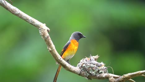 a small minivet bird is feeding its young in its nest