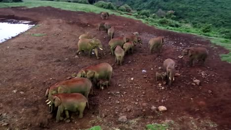 La-Toma-Panorámica-Revela-Un-Gran-Grupo-De-Elefantes-Parados-Junto-A-Un-Cuerpo-De-Agua