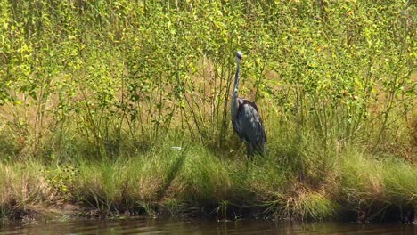 great blue heron standing on the grassy bank of the river at blackwater national wildlife refuge in dorchester, maryland