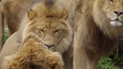 rogue lions brothers watching sibling yawn