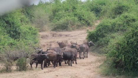 -Queen-Elizabeth-Park,-Uganda---A-Cluster-of-Water-Buffalo-at-the-Canal's-Shoreline---Handheld