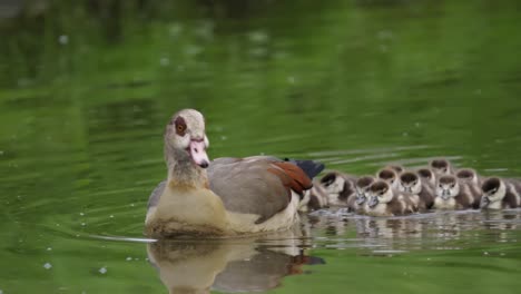 a duck with her twelve furry ducklings on a river cruise