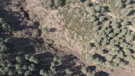 aerial drone environment natural forest