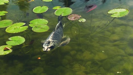 koi fish, large in size, white in color