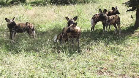 close-up of a wild dog pack resting in the cool shade of a tree in their natural habitat. ideal for wildlife, nature, and conservation projects