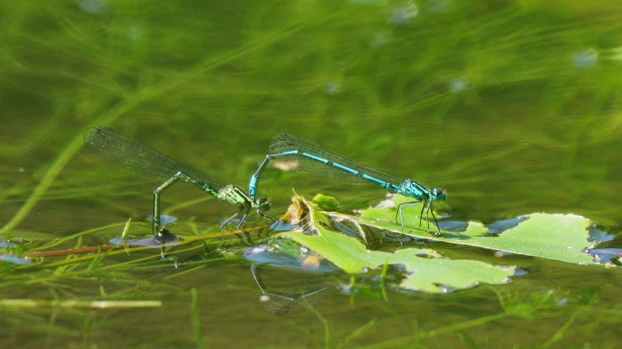 아래로 이동하는 포식자와 물에서 짝짓기 한 쌍의 damselfly