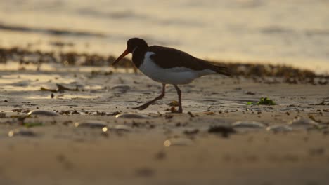 primer plano de un cazador de ostras euroasiático a última hora de la tarde caminando y probando la arena en busca de comida a lo largo de la playa con suaves olas en el fondo