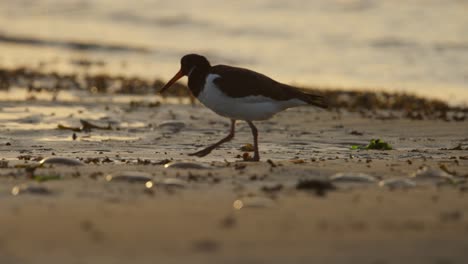 close up of a eurasian oystercatcher in late afternoon walking and probing the sand for food along the beach with gentle waves in the background