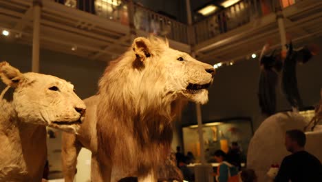 taxidermied lions and cubs in a museum