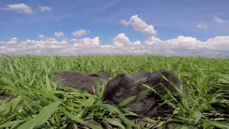two adorable rabbits in a lush green field under a bright blue sky